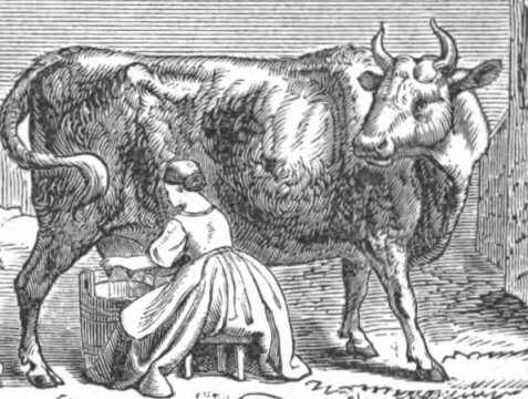 mujer ordeñando vaca