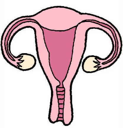 dibujo aparato genital femenino