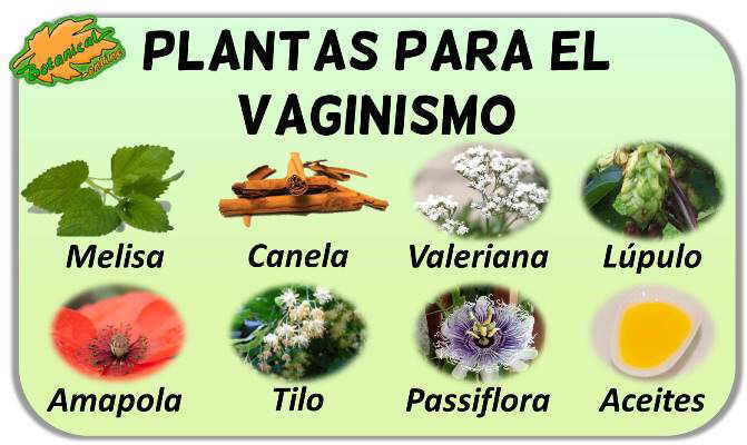 vaginismo plantas medicinales tratamiento natural 