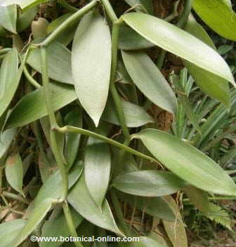 Follaje de planta de vainilla ( Vanilla platiforme )