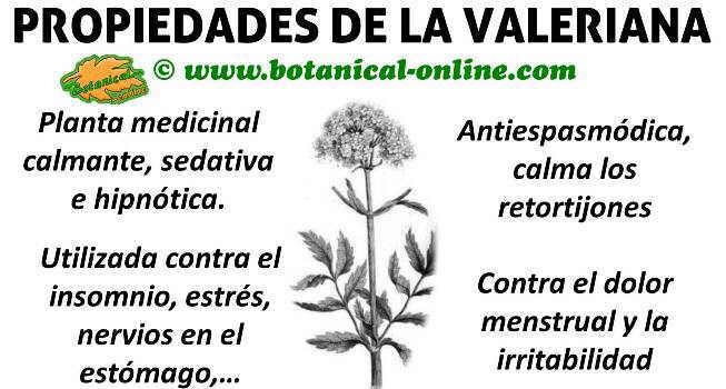 propiedades medicinales y beneficios de la valeriana planta para los nervios