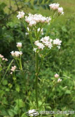 valeriana planta medicinal nervios