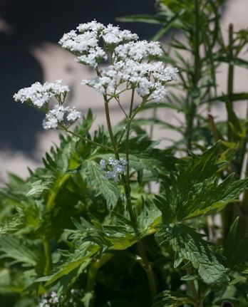 valeriana planta medicinal nervios