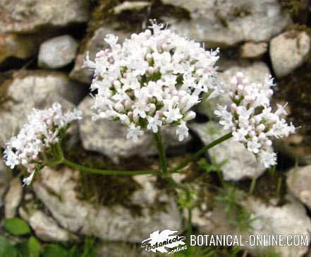 valeriana planta medicinal flores