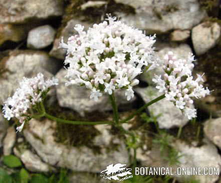 Como Es Mejor Tomar Valeriana Botanical Online