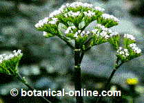 Valeriana para dejar de fumar