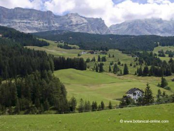 coniferas bosque