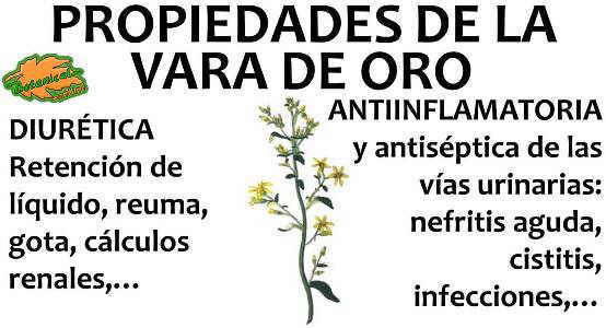 Propiedades Medicinales De La Vara De Oro Botanical Online