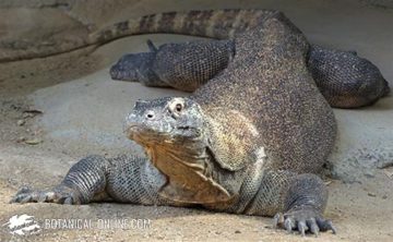 dragón de Komodo