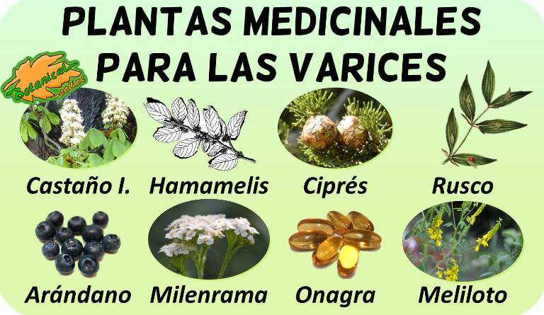 Perímetro Salida Frustración Remedios para las varices con plantas medicinales – Botanical-online