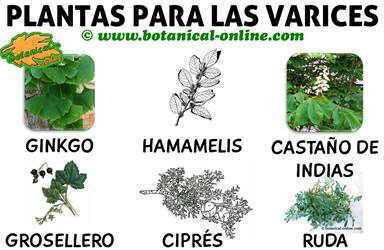 tratamiento natural contra las varices, plantas medicinales