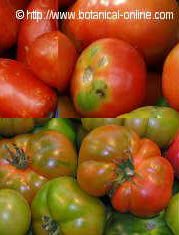 Foto de diferentes variedades de tomates 