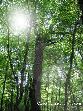 bosque con rayos de luz