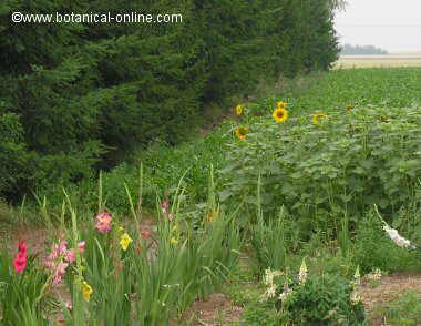 paisaje con girasol