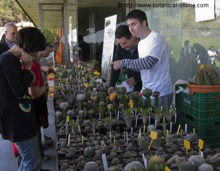 venta de cactus