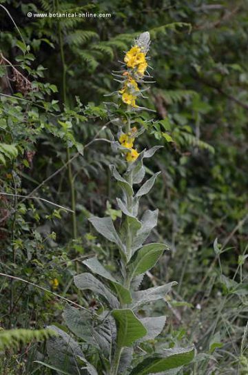 Gordolobo silvestre (Verbascum pulverentum)