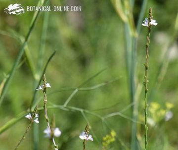 Verbena officinalis