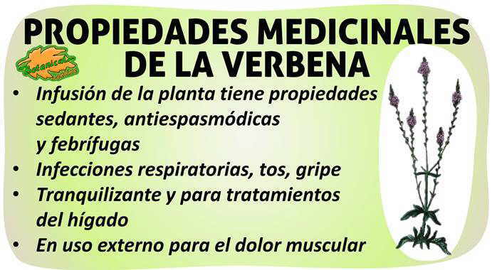 propiedades verbena officinalis planta medicinal