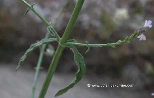 Verbena officinalis