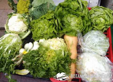 verduras hoja verde mercado