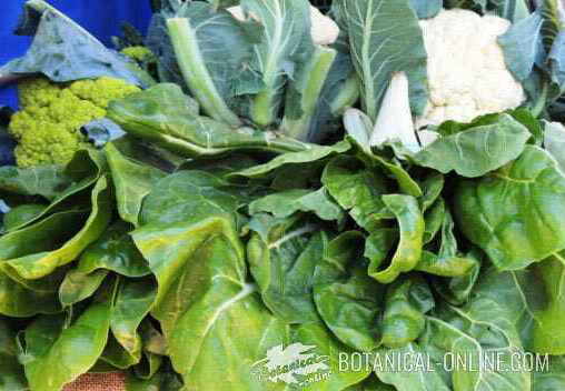verduras hoja verde mercado