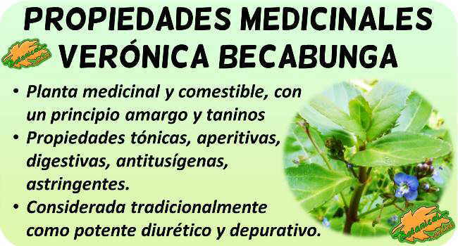 veronica becabunga acuatica propiedades medicinales