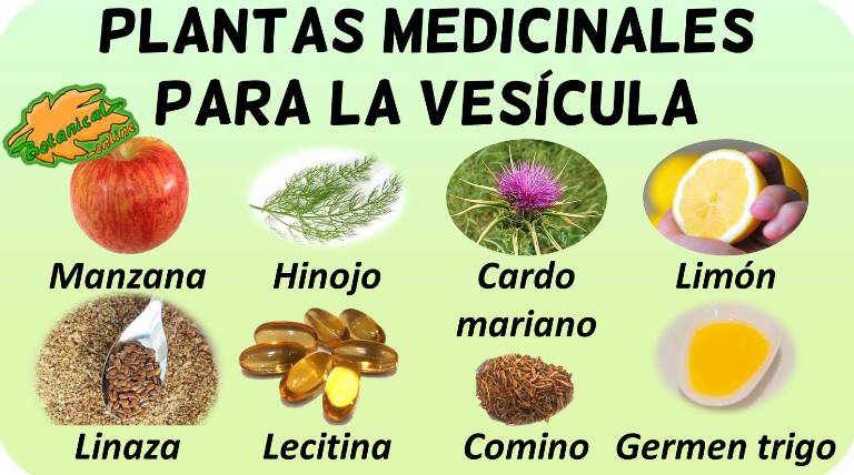 plantas medicinales para la vesicula remedios