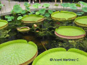 victoria amazonica