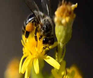 abeja sobre una flor mientras recoge el polen