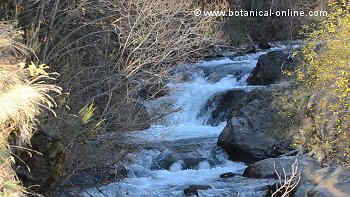 cloro al agua para desinfectarla