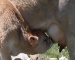 video de vaca mamando