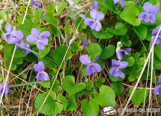 Características de la violeta – Botanical-online