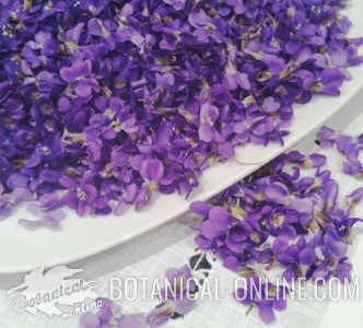 flores de violeta recien recolectadas