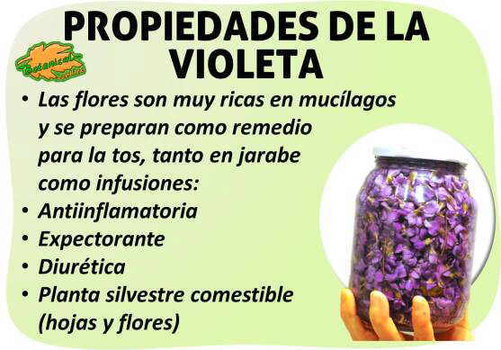 Propiedades de la violeta – Botanical-online