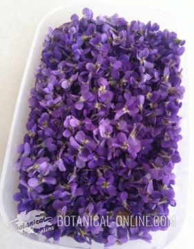 flores de violeta