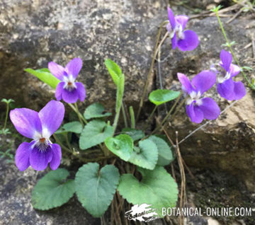 Tipos de violetas – Botanical-online