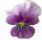 flor de violeta