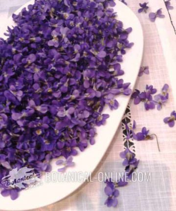 violeta flores