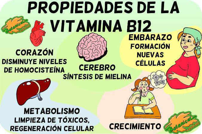 vitamina b12 funciones propiedades