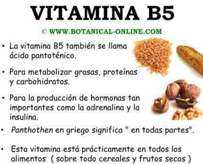 Propiedades del ácido pantoténico, vitamina B5