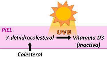vitamina D metabolismo piel fabricacion