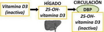 vitamina D metabolismo piel fabricacion