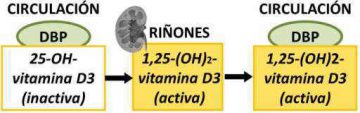 vitamina D metabolismo fabricacion activacion riñones