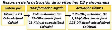 vitamina D metabolismo sintesis sustancia molecula