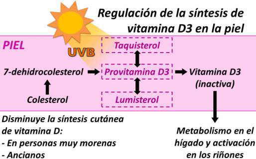 regulacion sintesis cutanea en la piel de vitamina D