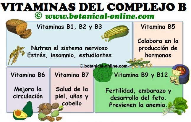 dibujo esquema de las funciones vitaminas grupo b