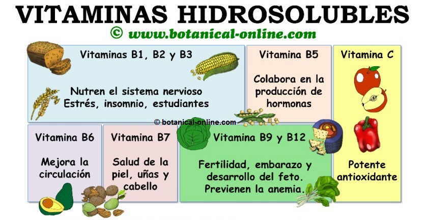 Vitaminas hidrosolubles, beneficios, propiedades, alimentos y funciones
