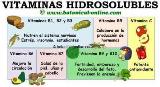Vitaminas hidrosolubles, beneficios, propiedades medicinales y funciones en el organismo