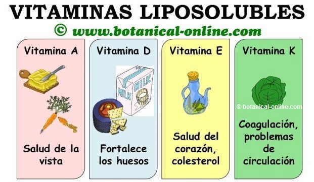 Vitaminas liposolubles A D E K, beneficios, funciones, propiedades y alimentos