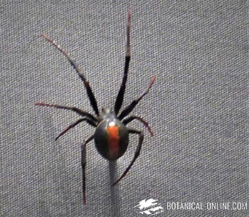 Araña viuda negra de Nueva Zelanda